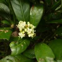 Psychotria nigra var. nigra